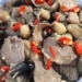 thum 1200x676 26