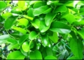 thumb1 1200x676 10 1