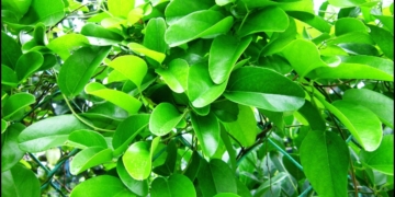 thumb1 1200x676 10 1